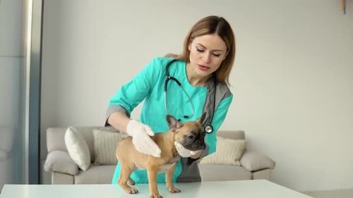 Veterinarian Examining French Bulldog in Clinic