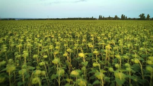 Flug über das Feld der Sonnenblumen