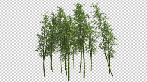 Bamboo Trees