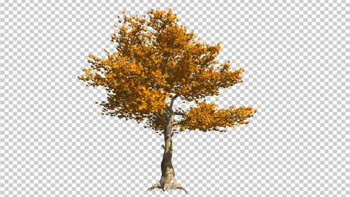 Herbst-Baum