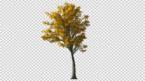Swaying Autumn Tree with Yellow Leaves on Transparent Background