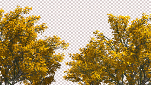 Bäume