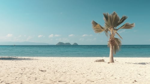 Tropical Beach and Palm Tree