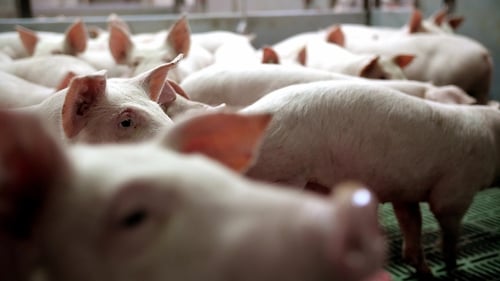 A Small Piglet in the Farm. Group of Pigs Waiting Feed. Swine in the Stall.