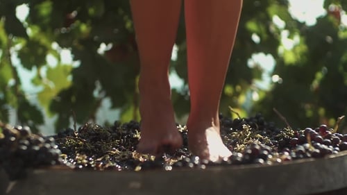 Woman Stomping Grapes in Vineyard During Harvest