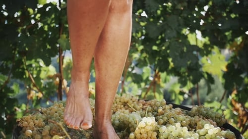 Woman crushing grapes with bare feet in barrel