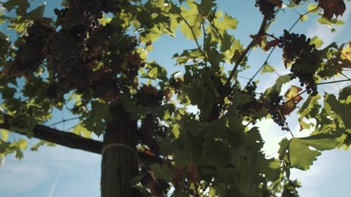 Vigne de raisin avec des baies accrochées à des accessoires à Vinery