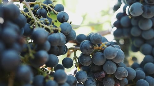Schöne reife schwarze Traube am Stiel im Weinberg