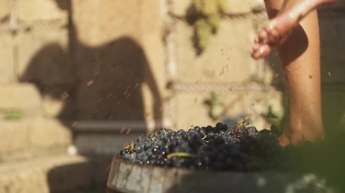 Bare Feet Stomping Grapes in Wooden Barrel