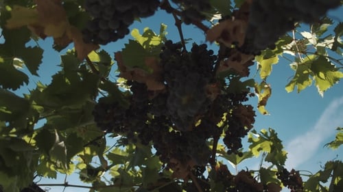 Plants de raisin avec des baies accrochées aux piliers de Vinery