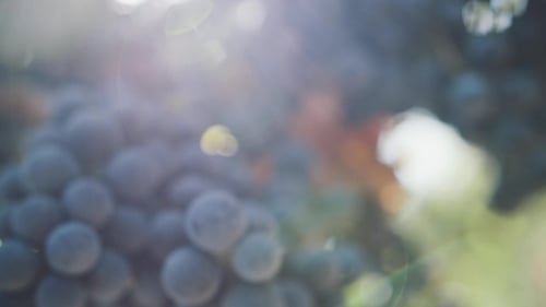 Savoureux raisin noir mûr sur une branche à Vinery Yard