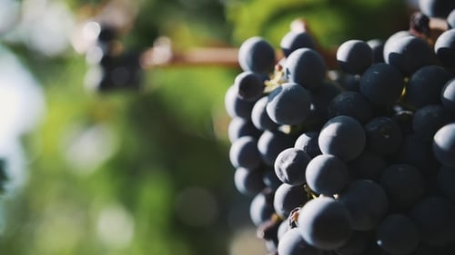 Magnifique raisin noir moelleux sur tige à Vinery Yard