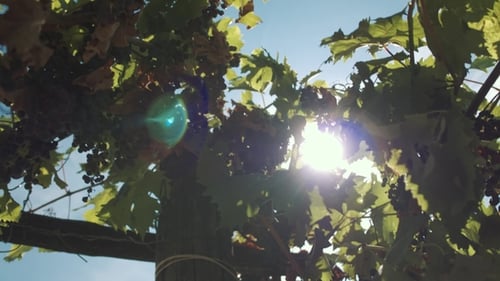 Grape Herbs with Berries Hanging on Mainstays at Vinery