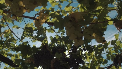 Plants de raisin avec baies accrochées à des supports à Vinery