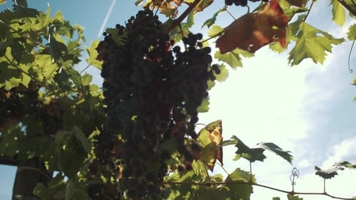 Vigne de raisin avec des baies accrochées aux piliers à Vinery