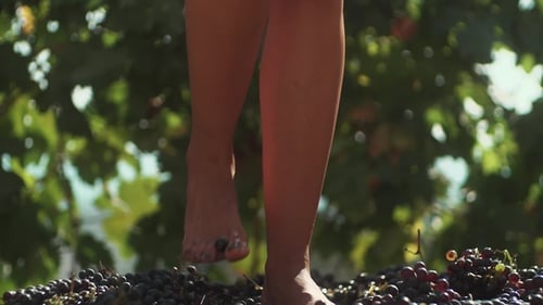 Woman Barefoot Grapes Stomping in Barrel at Vineyard