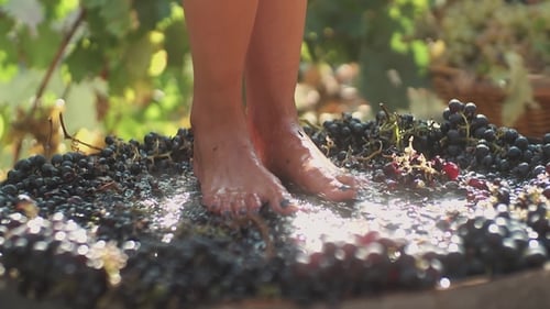 Bare Feet Stomping Grapes for Wine Making