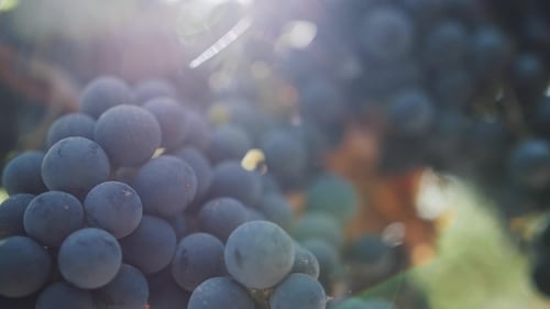 Beautiful Ripe Black Grape on Branch at Vinery Yard