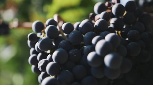 Beau raisin noir moelleux sur branche au vignoble