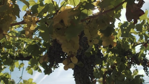 Grape Plants with Berries Hanging on Props at Vinery