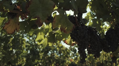 Vineyard with Ripe Grapes on a Sunny Day