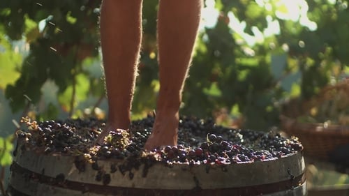 Traditional Grape Treading on Vintage Wine Barrel