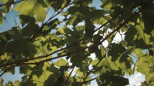 Vigne de raisin avec des baies accrochées à la construction à Vinery