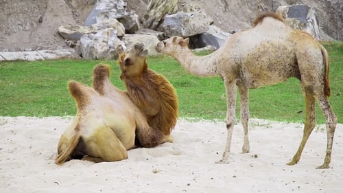 Kamele spielen zusammen im Sand und ruhen sich aus, Tiere im Zoo, Kamele im Tropenpark