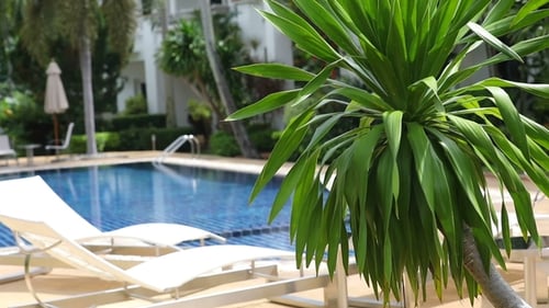 Palme und privater Swimmingpool im Hintergrund