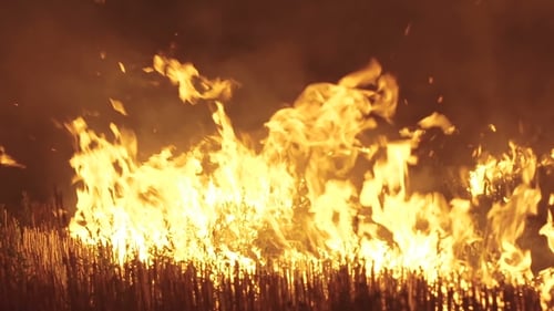 Night Grasses Burning in the Fields