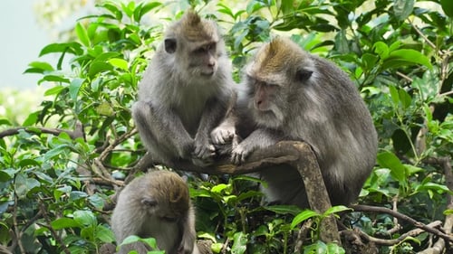 Monkeys in the Forest in Bali