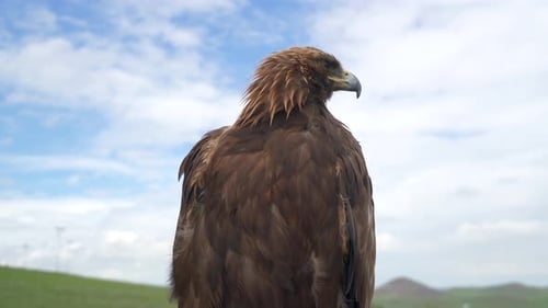 Steinadler-Kopf-Gesicht