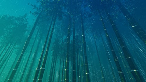 Bamboo Thicket sous la pluie