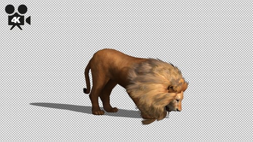 4K Lion Eating