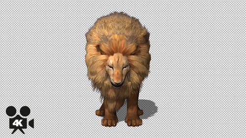 3D Animated Lion Looking Around on Alpha Channel
