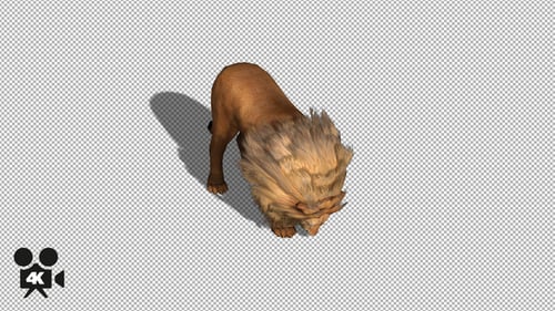 4K Lion Eat Top View