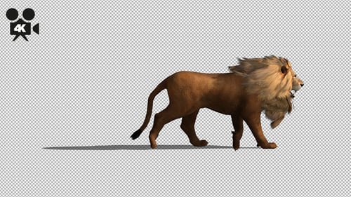 4K Lion Fast Walk