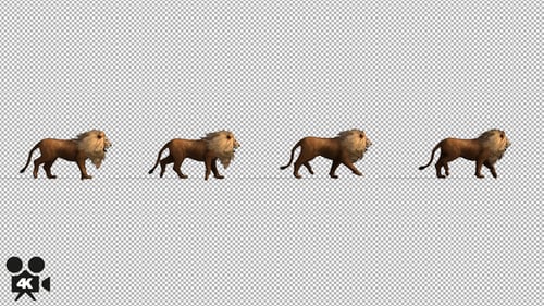 4K Lion Caminando rápido