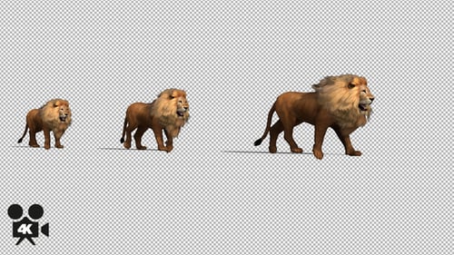 Caminata rápida 4K Lion