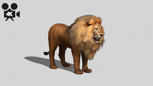 4K Lion Looking Around