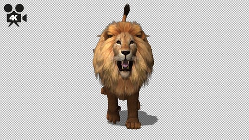 4K Lion Run to Camera