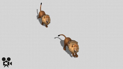 3D Realistic Lion Walking Animation