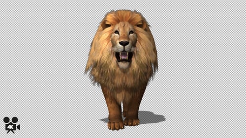 4K Lion Walk to Camera