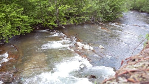 Mountain River Flowing in Green Forest. Beautiful Natural Landscape