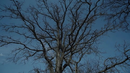 Bare Tree Branches Against a Blue Sky
