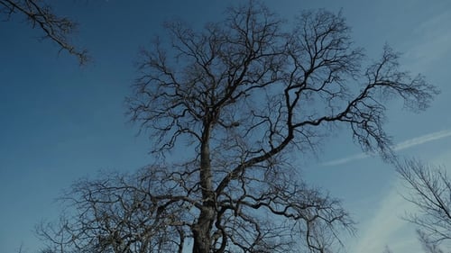 Bare Tree Branches Against Blue Sky