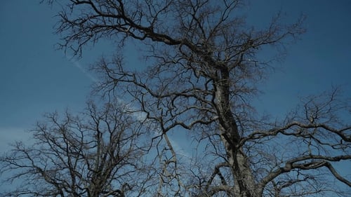 Bare Tree Branches Against a Clear Blue Sky