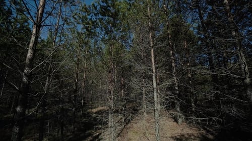 Spring Pine Forest Green