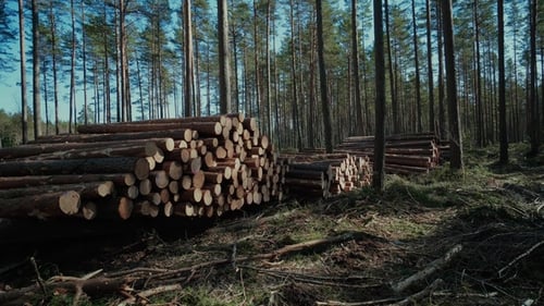 Pine Logs Forest Boards Lumberjack Feller Loggers Work Forest Road