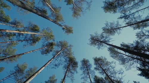 Pine Free Forest Sonnige Tageslichter, Bäume, Himmel